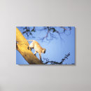 Recherche de singe sur la branche posters Animal