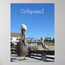 Recherche de pelican posters Pélicans