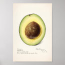 Recherche de avocat posters Fleurs