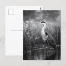 Recherche de oiseau noir et blanc cartes postales Minimaliste