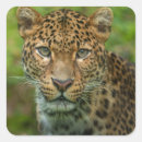 Recherche de gros chat autocollants Vert