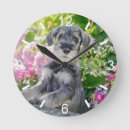 Recherche de schnauzer horloges Mignon