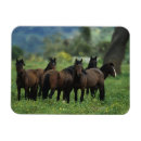 Recherche de cheval magnets Montagnes