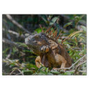 Recherche de faune planches à découper Photographie de la nature