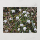 Recherche de fleur de perce neige cartes postales Blanc
