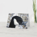 Recherche de oie canadienne vœux cartes Photographie