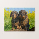 Recherche de dachshund puzzles Animal