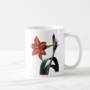 Recherche de amaryllis tasses Illustration d'amaryllis