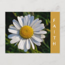 Recherche de marguerite sauvage cartes postales Floral