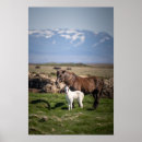 Recherche de poulain posters Photo de cheval