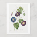 Recherche de redoute cartes postales Plante