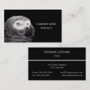 Recherche de perroquets cartes visite Animal
