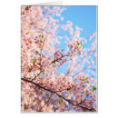 Recherche de fleur de sakura cartes postales Japonais