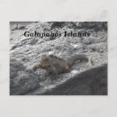 Recherche de îles de galapagos cartes postales Iguane