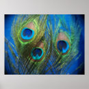 Recherche de plume de paon posters Photographie