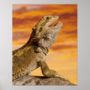 Recherche de reptiles posters Cold blooded