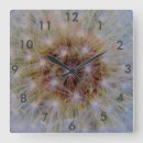 Recherche de pissenlits horloges Fleur