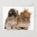 Recherche de tzu de shih posters Petit
