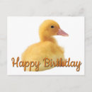 Recherche de caneton cartes postales Adorable