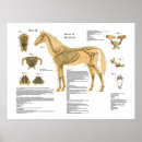 Recherche de squelette cheval posters Anatomie