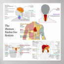Recherche de système endocrinien Endocrinologie