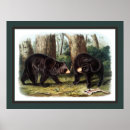 Recherche de naturaliste posters Audubon