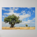 Recherche de oliviers posters Paysage