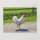 Recherche de coq noir cartes postales Ferme