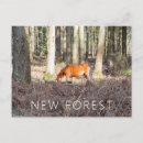 Recherche de forestier cartes postales Animal