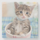 Recherche de personne chat de dessous de verres Mignon