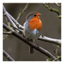 Recherche de peinture rouge posters Oiseau