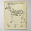 Recherche de equin art Vintage