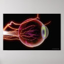Recherche de oeil humain posters Horizontal