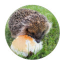 Recherche de mammifères planches à découper Animaux