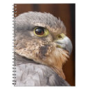Recherche de faucons carnets Faucon pèlerin