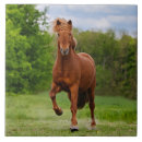 Recherche de poney carreaux Animal