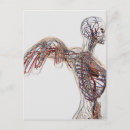 Recherche de système lymphatique cartes postales Doigt