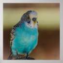 Recherche de budgies posters Bougie