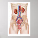 Recherche de cava posters Arrière plan blanc