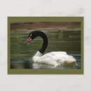 Recherche de cygne noir cartes postales Animal