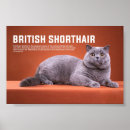 Recherche de shorthair britannique Animal de compagnie