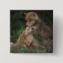 Recherche de coyote badges Animal
