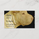 Recherche de pei shar cartes visite Chiens