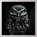 Recherche de yeux de hibou posters Nature