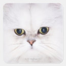 Recherche de chat persan autocollants Nature