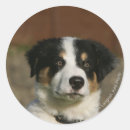 Recherche de colleys de frontière autocollants Border collie