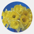 Recherche de jonquilles autocollants Fleurs