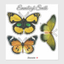 Recherche de photos de papillon coques Papillons