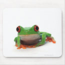 Recherche de blooded tapis souris Amphibie