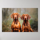 Recherche de vizsla posters Chiot